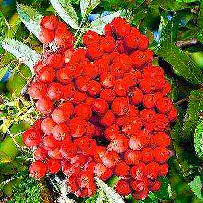 mountain ash best varieties