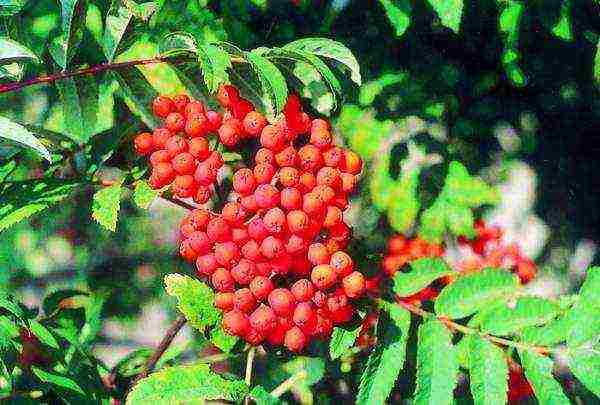 mountain ash best varieties