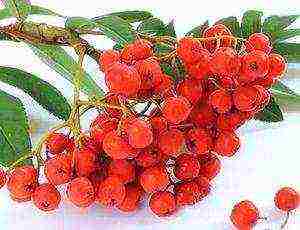 mountain ash best varieties