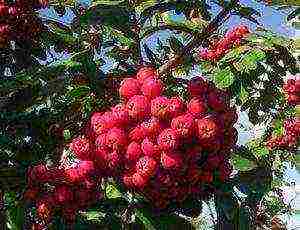 mountain ash best varieties