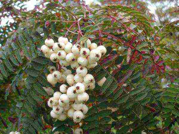 mountain ash best varieties