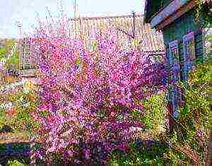 pagtatanim ng sakura at pangangalaga sa bukas na bukid sa mga suburb