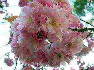 sakura planting and care in the open field in the suburbs