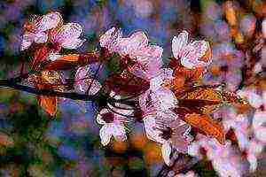 pagtatanim ng sakura at pangangalaga sa bukas na bukid sa mga suburb