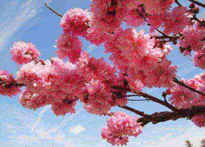 sakura planting and care in the open field in the suburbs