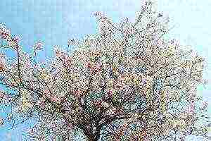 sakura planting and care in the open field in the suburbs