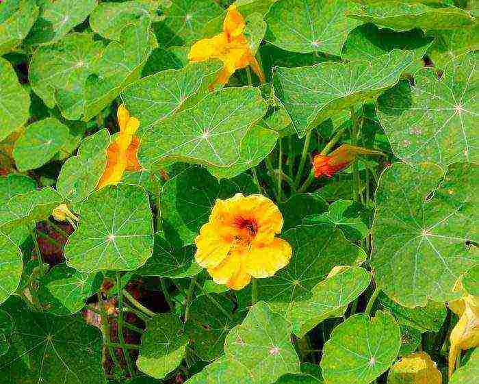 parris island salad planting and care in the open field