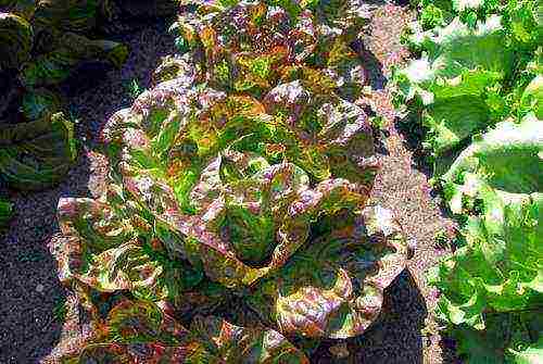 lettuce planting and care in the open field before winter