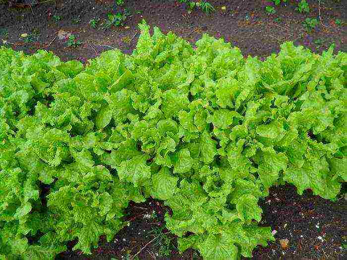 lettuce planting and care in the open field before winter