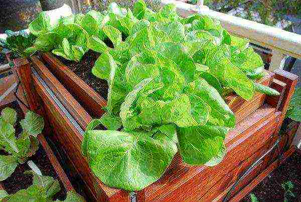 lettuce planting and care in the open field before winter