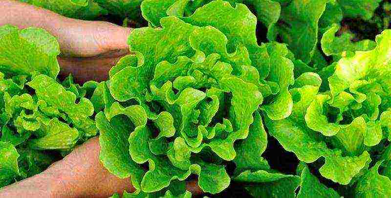 lettuce planting and care in the open field before winter