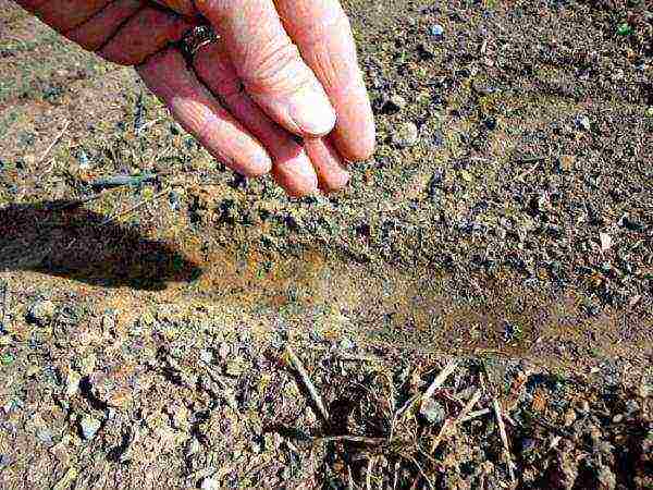 lettuce planting and care in the open field before winter