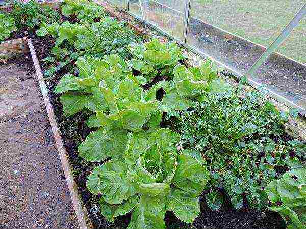 lettuce planting and care in the open field before winter