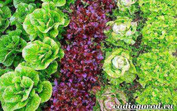 lettuce planting and care in the open field before winter