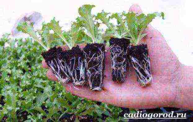 lettuce planting and care in the open field before winter