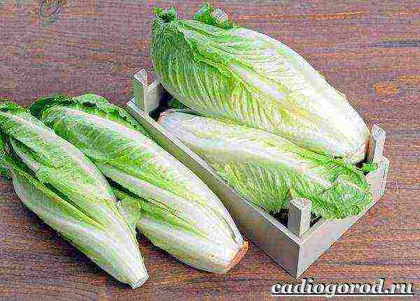 lettuce planting and care in the open field before winter