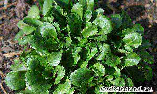 lettuce planting and care in the open field before winter