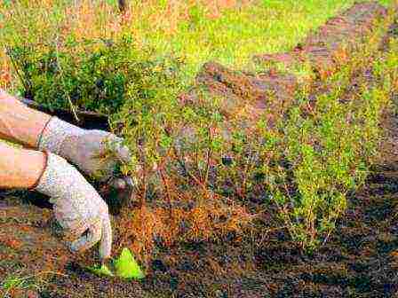 boxwood planting and care in the open field in the Moscow region