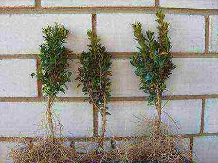 boxwood planting and care in the open field in the Moscow region