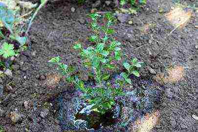 boxwood planting and care in the open field in the Moscow region