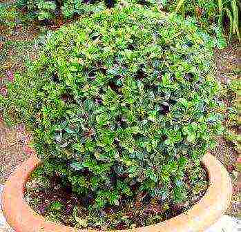 boxwood planting and care in the open field in the Moscow region