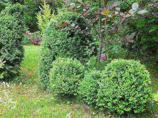 pagtatanim at pag-aalaga ng boxwood sa bukas na bukid sa rehiyon ng Moscow