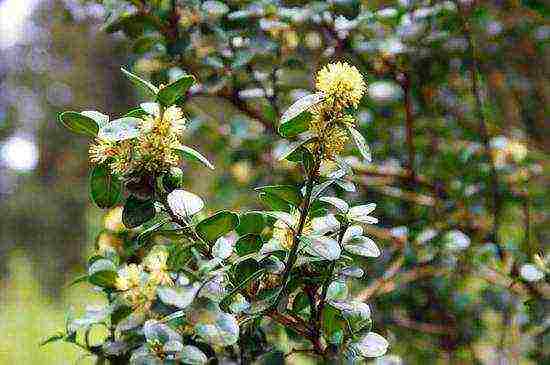 boxwood planting and care in the open field in the Moscow region