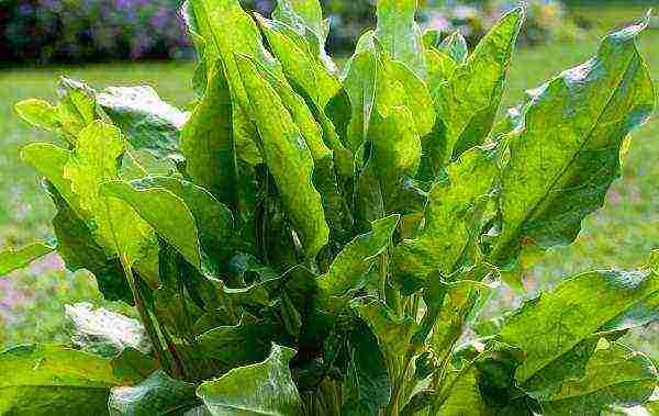 sorrel best varieties