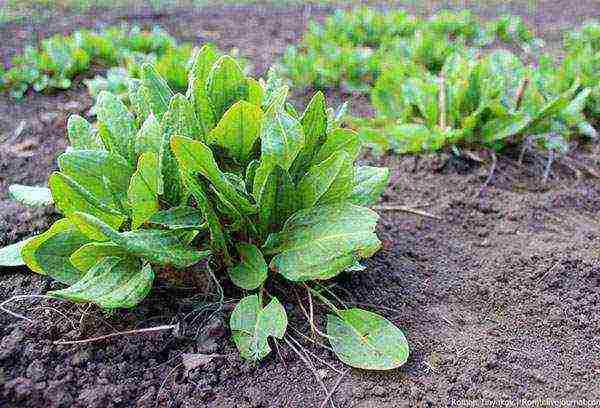 pagtatanim ng sorrel at pangangalaga sa bukas na bukid sa taglagas