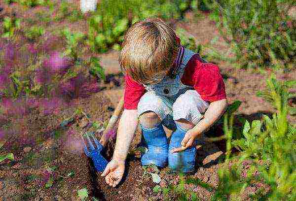 sorrel planting and care in the open field in the fall