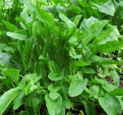 sorrel planting and care in the open field in the fall