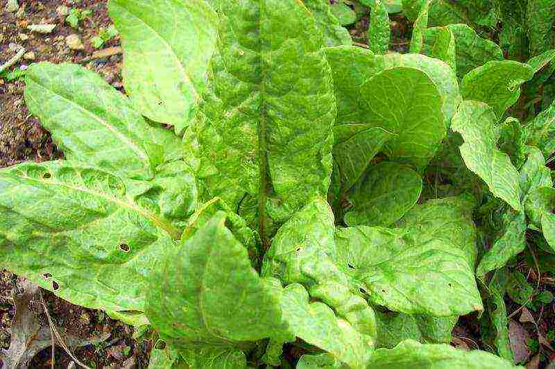 sorrel planting and care in the open field in the fall