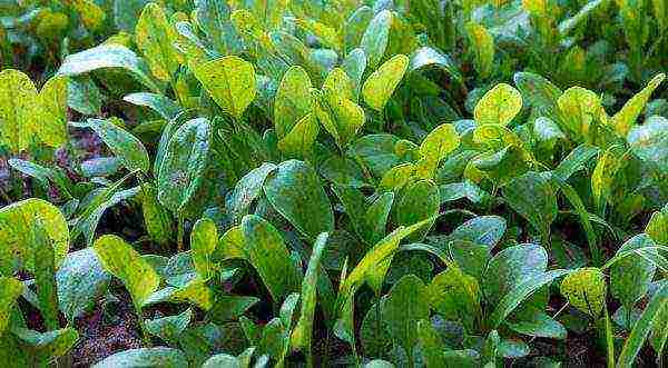 sorrel planting and care in the open field in the fall