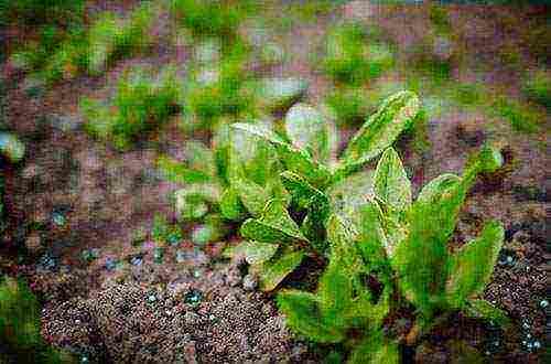 sorrel planting and care in the open field in the fall