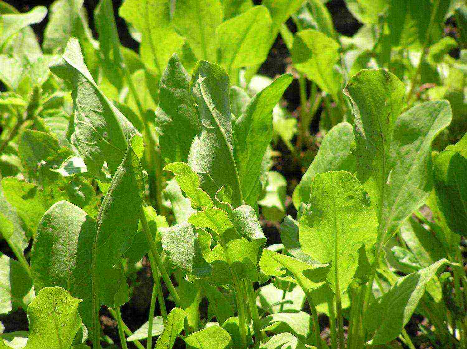 sorrel planting and care in the open field in the fall