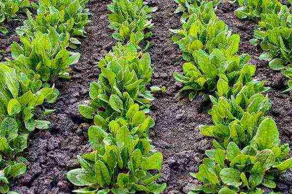 sorrel planting and care in the open field in the fall