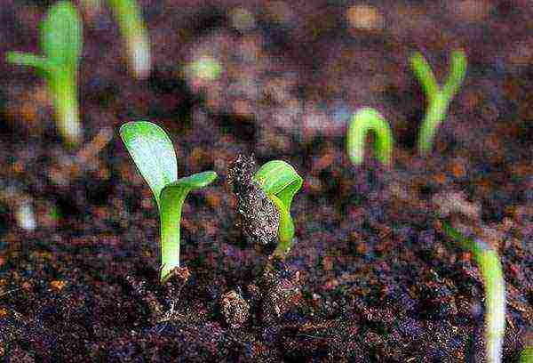 sorrel planting and care in the open field in the fall