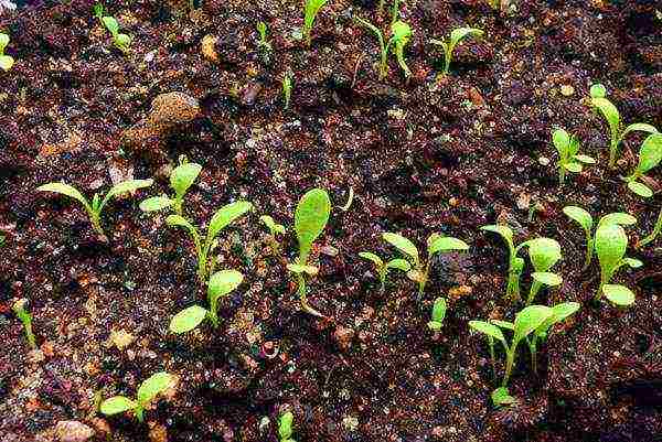 sorrel planting and care in the open field in the fall