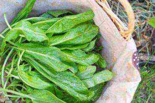 pagtatanim ng sorrel at pangangalaga sa bukas na bukid sa taglagas