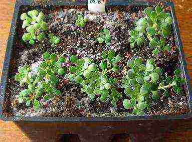 sedum planting and care in the open field from seeds