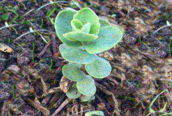 sedum planting and care in the open field from seeds