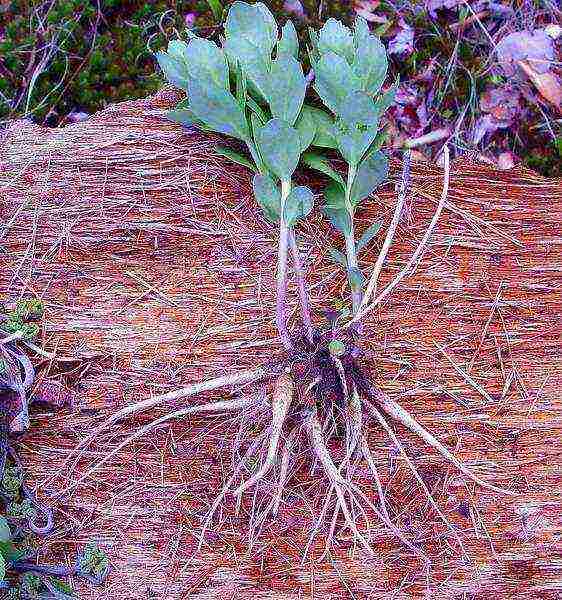 sedum planting and care in the open field from seeds