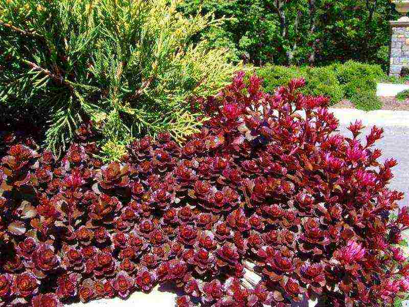 sedum planting and care in the open field from seeds