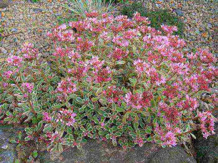 sedum planting and care in the open field from seeds