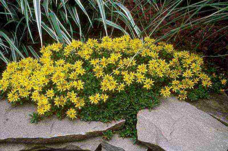 sedum planting and care in the open field from seeds