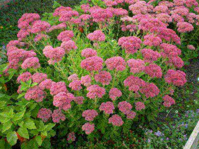 sedum planting and care in the open field from seeds