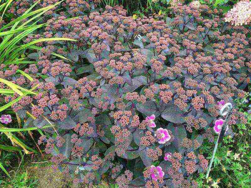 sedum planting and care in the open field from seeds