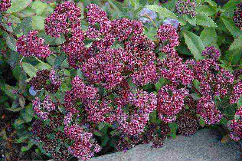 sedum planting and care in the open field from seeds