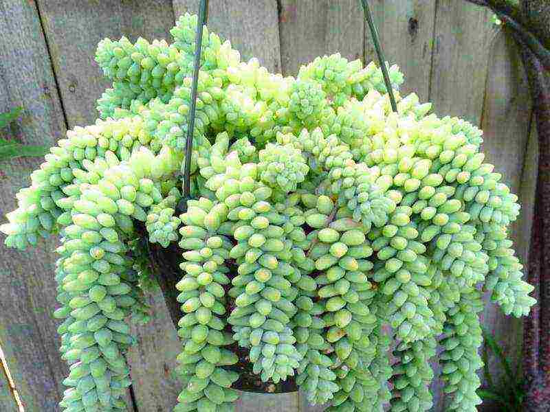 sedum planting and care in the open field from seeds