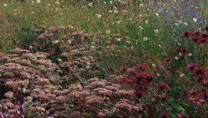 sedum planting and care in the open field from seeds